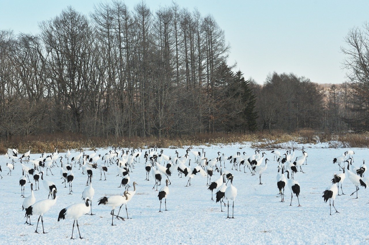 🦢 일본 야조회 츠루이·이토 두루미 보호구역 (니혼야초노카이 츠루이·이토 탄초 생추어리) 이미지 1